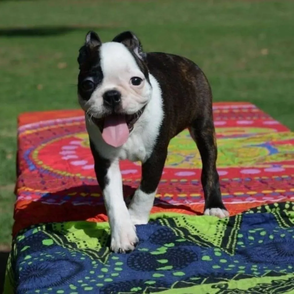 Boston Terrier dog