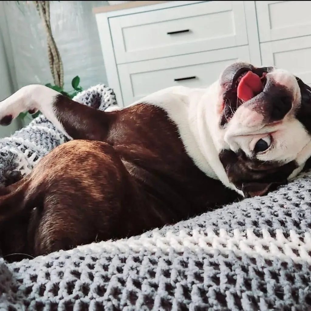 Boston Terrier dog