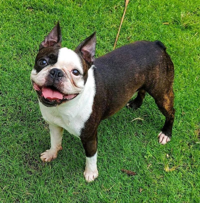 Boston Terrier dog