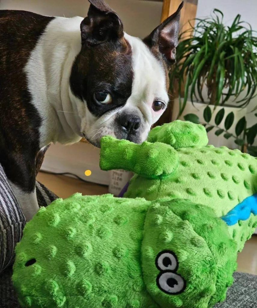 Boston Terrier dog